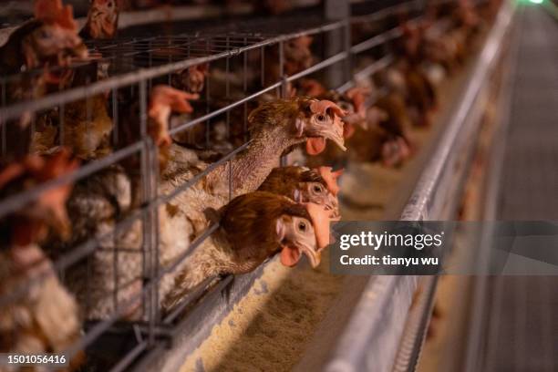granja de cría inteligente para gallinas ponedoras - bird flu fotografías e imágenes de stock