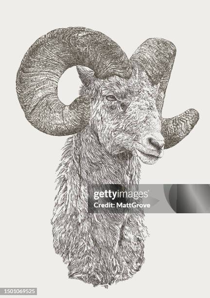 stockillustraties, clipart, cartoons en iconen met bighorn ram sheep goat - male animal