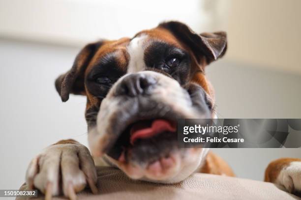 quirky dog expression with loopy lips: a hilarious low angle view of a boxer dog's big grin. - animals with big lips stockfoto's en -beelden