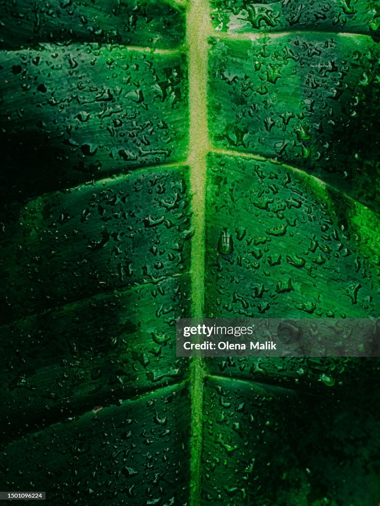 Dark green leaf close-up with droplets