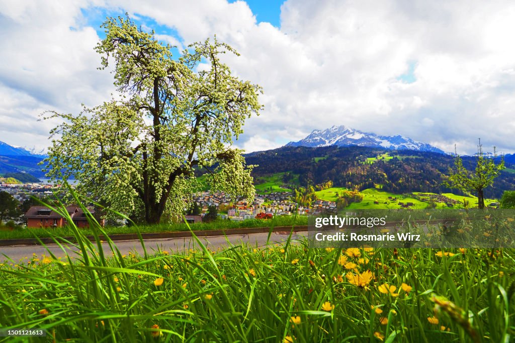 Springtime meadow Mount Pilatus snowcapped, Swiss Alps