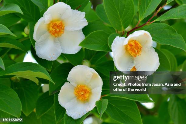 stewartia rostrata / japanese stewartia: white camellia-like blooms - camellia bush stock-fotos und bilder