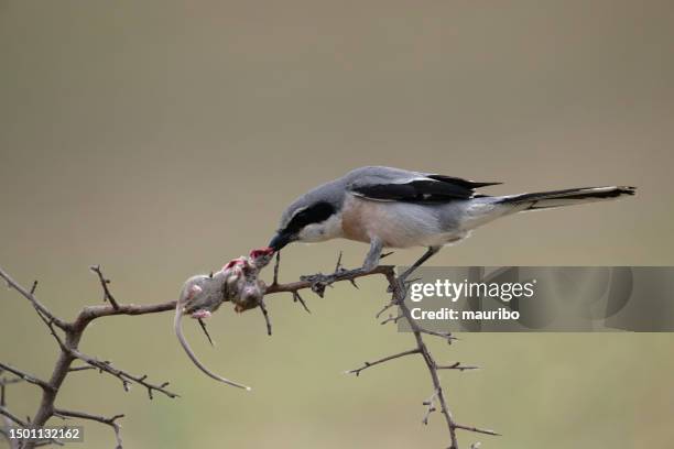 great shrike eating a mouse - shrike stock pictures, royalty-free photos & images