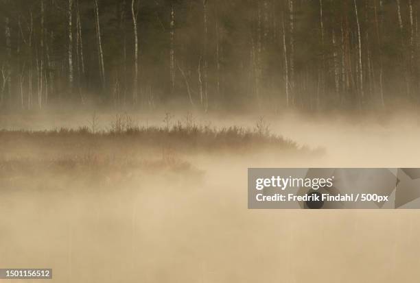 trees in forest during foggy weather,sweden - sverige landskap stock pictures, royalty-free photos & images