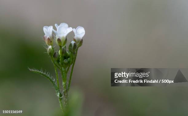 close-up of white flowering plant,sweden - blomma stock pictures, royalty-free photos & images