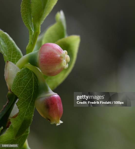 close-up of flower buds growing outdoors,sweden - blomma stock pictures, royalty-free photos & images