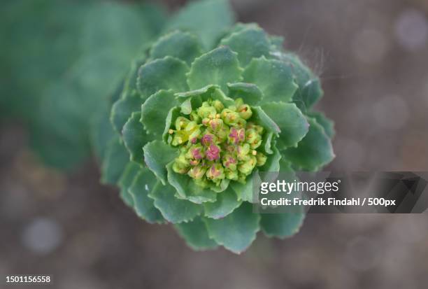 close-up of flower growing on plant,sweden - blomma stock pictures, royalty-free photos & images