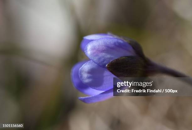 close-up of purple crocus flower,sweden - blomma stock pictures, royalty-free photos & images