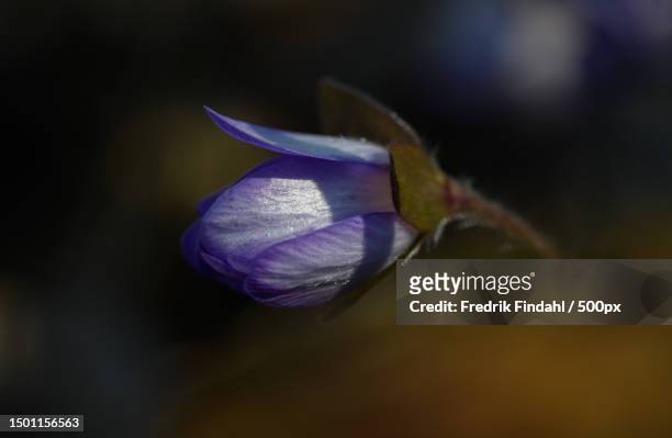 close-up of purple flowering plant,sweden - blomma stock pictures, royalty-free photos & images