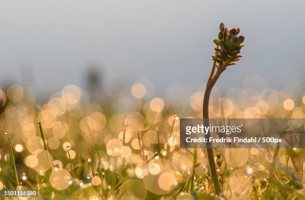 close-up of flowering plants on field against sky,sweden - blomma stock pictures, royalty-free photos & images