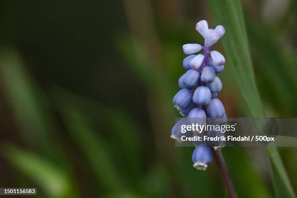 close-up of purple flowering plant,sweden - blomma stock pictures, royalty-free photos & images