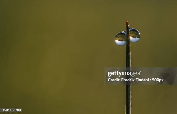 close-up of water drop on plant,sweden - damselfly stockfoto's en -beelden