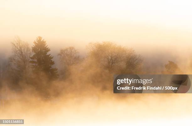 trees against sky during sunset,sweden - sverige landskap stock pictures, royalty-free photos & images