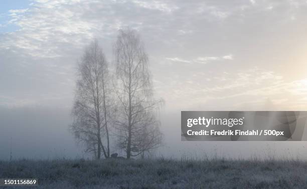 trees on field against sky during winter,sweden - autumn frost stock pictures, royalty-free photos & images