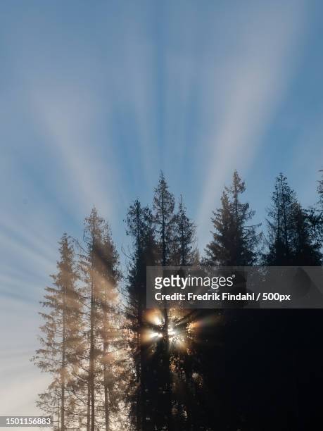 low angle view of sunlight streaming through trees in forest,sweden - sverige landskap stock pictures, royalty-free photos & images