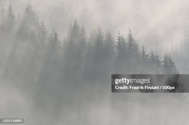 trees in forest against sky during foggy weather,sweden - sverige landskap stock pictures, royalty-free photos & images