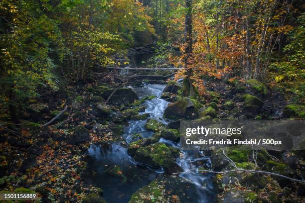scenic view of stream flowing in forest during autumn,sweden - sverige landskap stock pictures, royalty-free photos & images