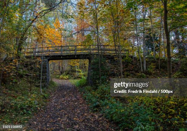 trees in forest during autumn,sweden - sverige landskap stock pictures, royalty-free photos & images