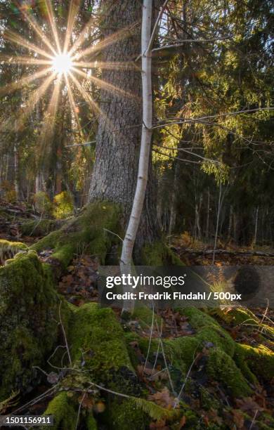 trees growing in forest,sweden - sverige landskap stock pictures, royalty-free photos & images