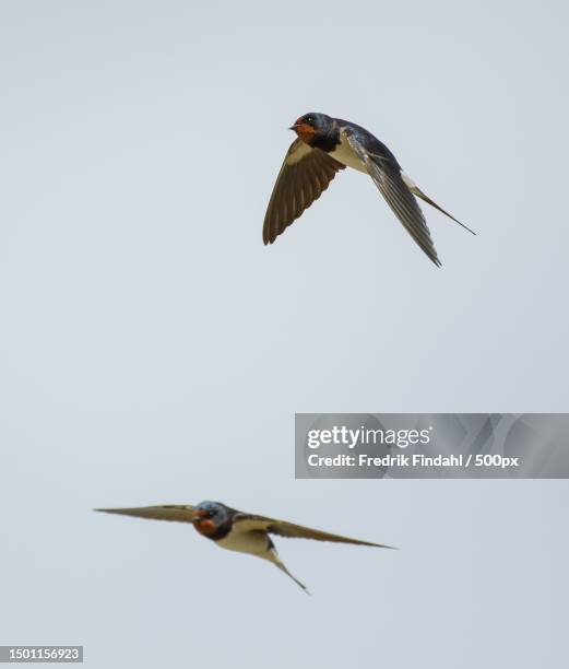 low angle view of birds flying against clear sky,sweden - common swift flying stock pictures, royalty-free photos & images