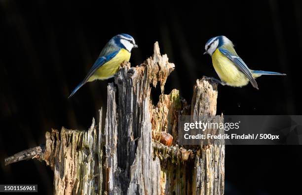 close-up of birds perching on wood,sweden - blaumeise stock-fotos und bilder