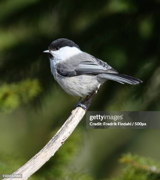 close-up of chickadee perching on branch,sweden - chickadee stock pictures, royalty-free photos & images