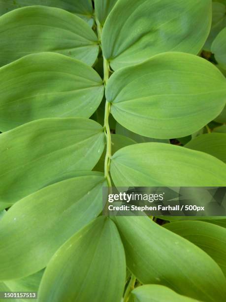 full frame shot of green leaves,dordogne,france - polygonatum multiflorum stock pictures, royalty-free photos & images