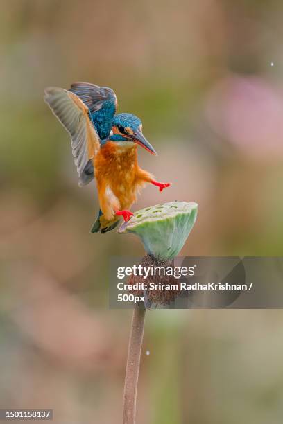 close-up of kingfisher perching on plant,chennai,tamil nadu,india - kingfisher stock pictures, royalty-free photos & images