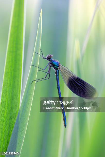 close-up of damselfly on plant,france - macrophotographie 個照片及圖片檔