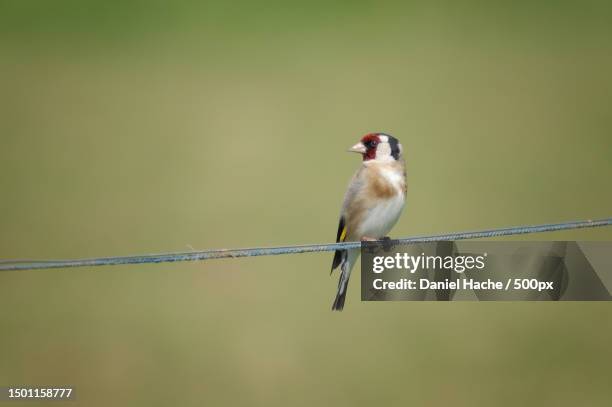 close-up of gold finch perching on cable,belgium - carduelis carduelis stock pictures, royalty-free photos & images