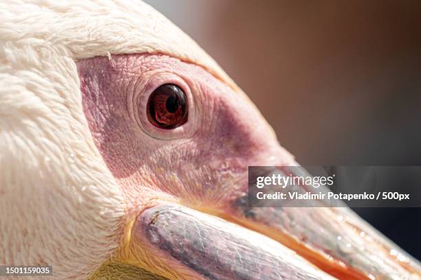 close-up of pelican,namibia - animal eye foto e immagini stock