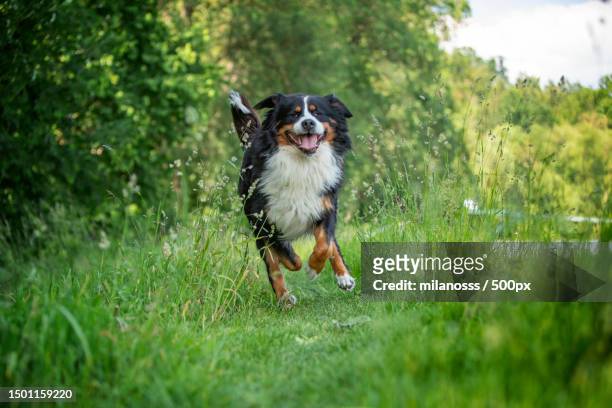 portrait of bernese mountain purebred dog running on field,czech republic - bernese mountain dog stock-fotos und bilder