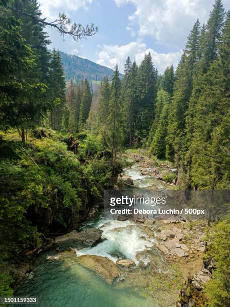 scenic view of river amidst trees in forest against sky,provincia autonoma di trento,italy - provincia di trento stock-fotos und bilder