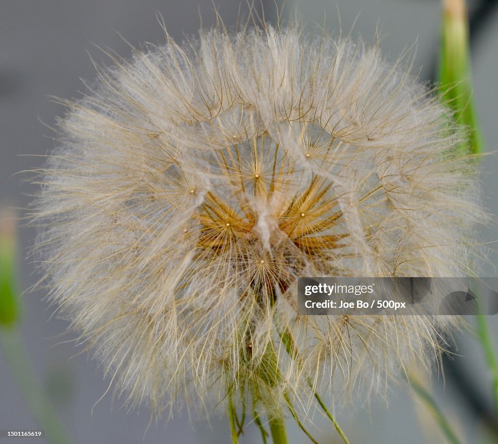 Close-up of dandelion against blurred background,Copenhagen,Denmark