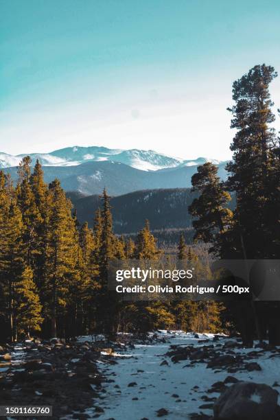 scenic view of forest against sky during winter,denver,colorado,united states,usa - denver winter stock pictures, royalty-free photos & images