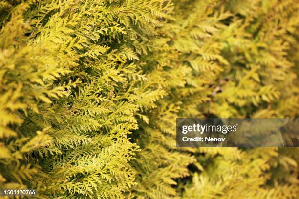 image of thuja occidentalis texture - american arborvitae stock pictures, royalty-free photos & images