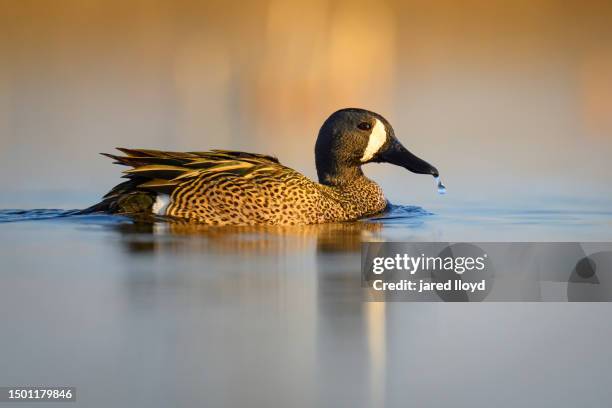 drake blue-winged teal with reflection - teal anas discors birds stock pictures, royalty-free photos & images