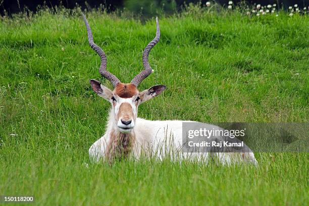 critically endangered addax. addax nasomaculatus. - antilope addax photos et images de collection