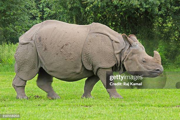 indian rhinoceros chewing. rhinoceros unicornis. i - great indian rhinoceros stockfoto's en -beelden