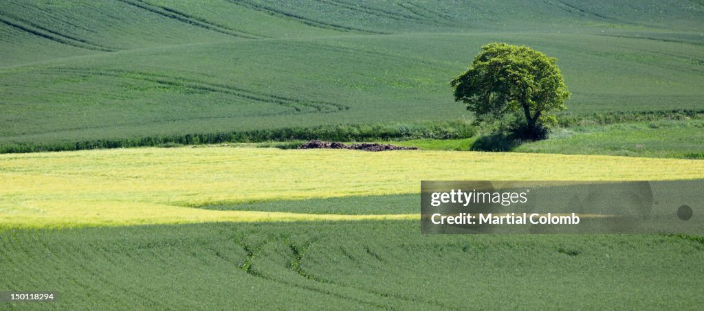 Isolated tree in a field