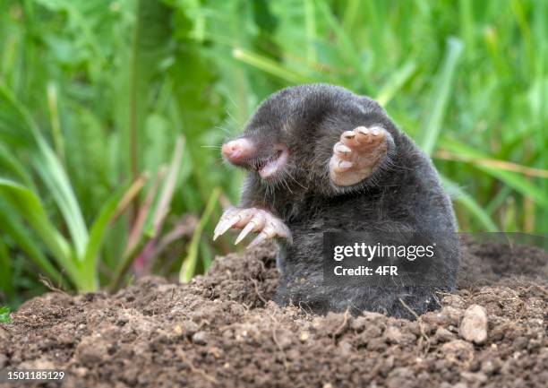 maulwurf, mole, talpa europaea in wildlife crawling out of its molehill - mole stockfoto's en -beelden