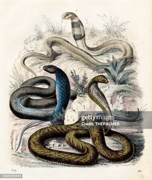 illustrations, cliparts, dessins animés et icônes de serpents venimeux: cobra égyptien, cobra à lunettes - assiette très rare du « livre du monde » 1859 - cobra