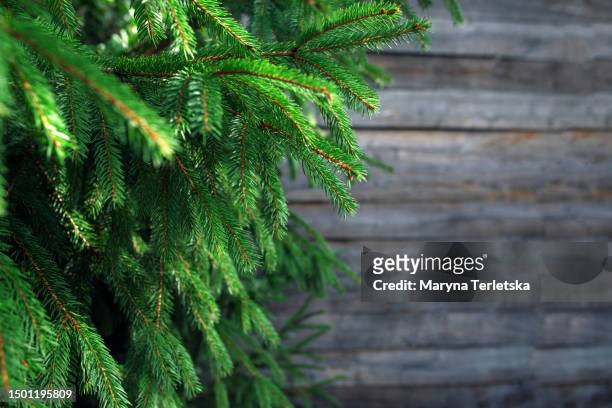 living branches of a christmas tree. background from the branches of the christmas tree. new year. christmas. - fir tree leaves stock pictures, royalty-free photos & images