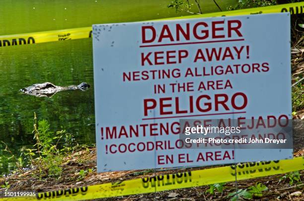 gator and nesting alligator warning - alligator nest stock pictures, royalty-free photos & images