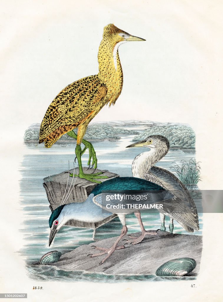 Night Heron: owl parrot, Eurasian bittern, black-crowned night heron - Very rare plate from "Book of the World" 1859