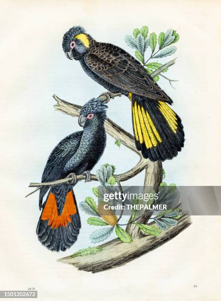 new holland parrots: red-tailed black cockatoo, black cockatoo  - very rare plate from "book of the world" 1859 - lancaster county pennsylvania stock illustrations