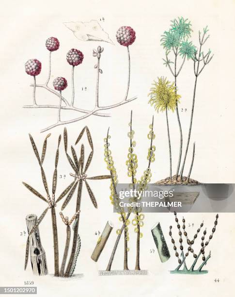 stockillustraties, clipart, cartoons en iconen met the mold plants: painter’s brush, cobweb mold, flour mite, black rot - very rare plate from "book of the world" 1859 - fungal mold