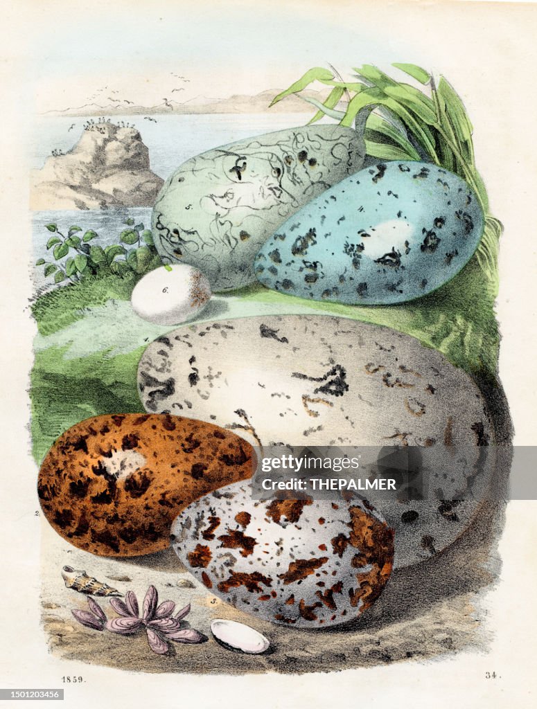 Sea Bird Eggs: great auk, lesser auk, storm petrel - Very rare plate from "Book of the World" 1859