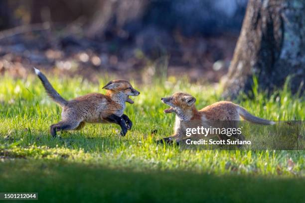 playful pups - vuxen stock pictures, royalty-free photos & images