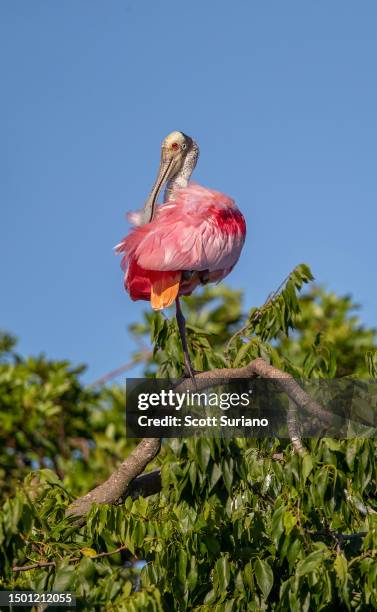 pink spoonbill - florida usa stock pictures, royalty-free photos & images